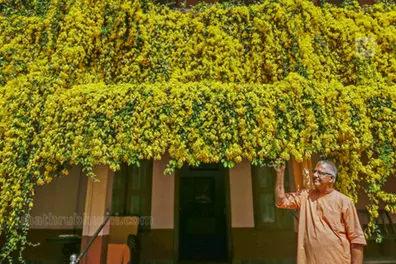 Kerala’s new yellow bloom craze comes with an ecological warning; Know what it is