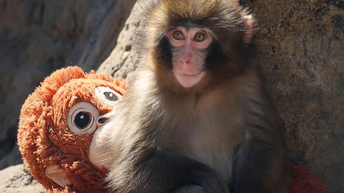 ‘Differ from human abuses’: Zoo defends internet-famous baby monkey Punch amid bullying claims