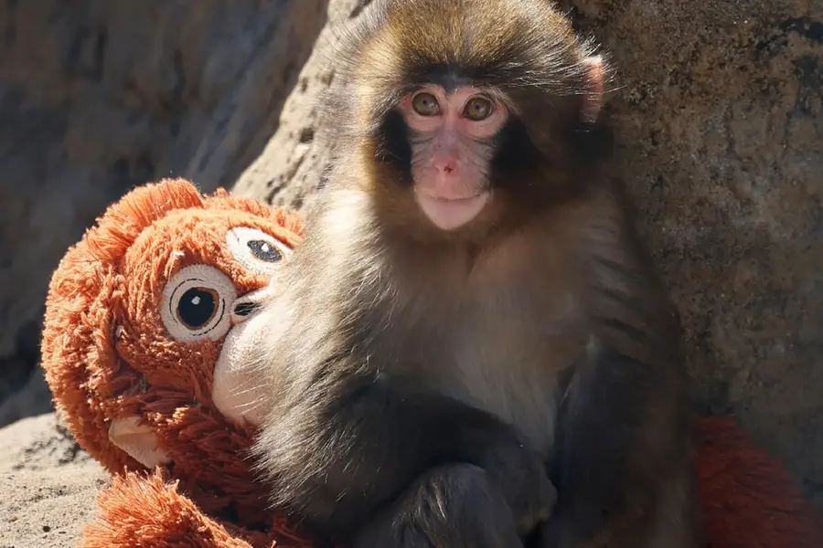 ‘Differ from human abuses’: Zoo defends internet-famous baby monkey Punch amid bullying claims