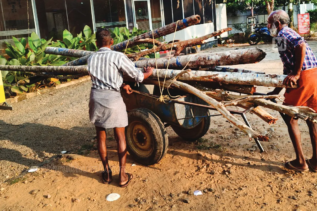 പശ്ചിമേഷ്യന് യുദ്ധത്തെത്തുടര്ന്ന് പാചകവാതക വിതരണം പ്രതിസന്ധിയിലേക്ക് നീങ്ങുമ്പോള് ഹോട്ടലുകള് പലതും പൂട്ടലിന്റെ വക്കിലാണ്. പലരും വിറകുപയോഗിച്ച് പിടിച്ചുനില്ക്കാനുള്ള ശ്രമം തുടങ്ങി. ആലപ്പുഴ പഴവീട്ടിലുള്ള ഒരു ഹോട്ടലിലേക്ക് വിറകെത്തിക്കുന്ന തൊഴിലാളികള്|ഫോട്ടോ: സി. ബിജു