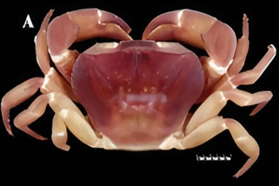 gynandromorph-crab