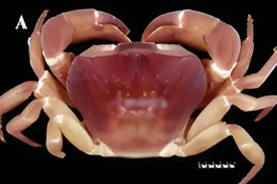 Rare ‘two-sex’ crab discovered in Silent Valley research study