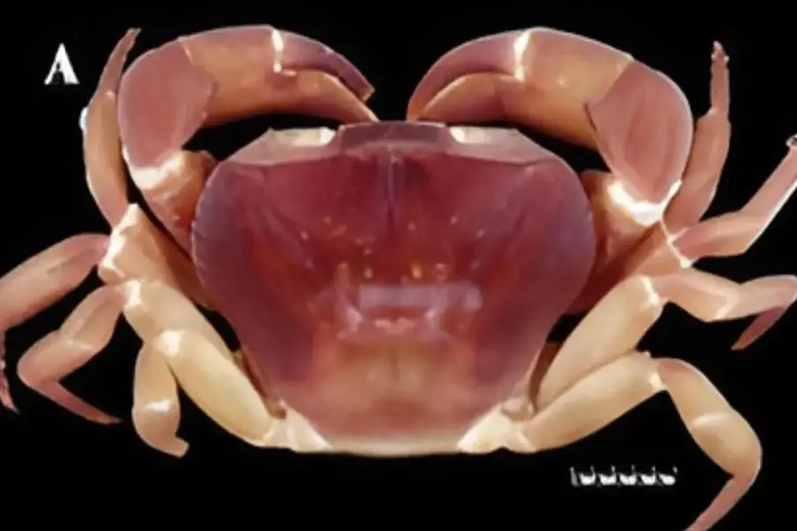 Rare ‘two-sex’ crab discovered in Silent Valley research study