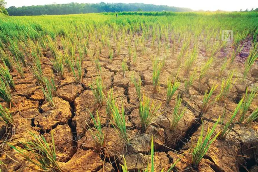 drought