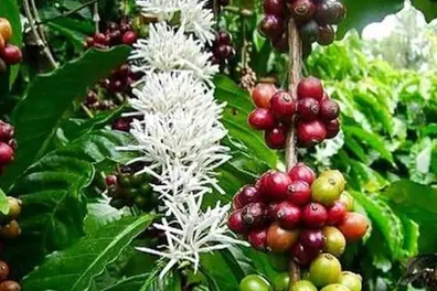 Coffee plantations burst into bloom after timely showers in Kerala