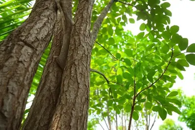 Kerala’s new sandalwood rules explained: What relaxed regulations mean for private landowners