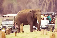 ബന്ദിപ്പുർ, നാഗർഹോളെ സഫാരി നിരോധനം: വനം വകുപ്പിന് നഷ്ടം എട്ട് കോടി