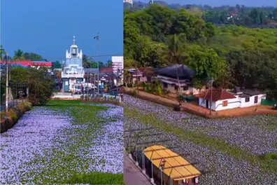 Scenic blooms in Kerala waterways mask spread of invasive water hyacinth | VIDEO