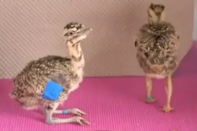 Artificial insemination boosts Great Indian Bustard conservation at Jaisalmer breeding centre