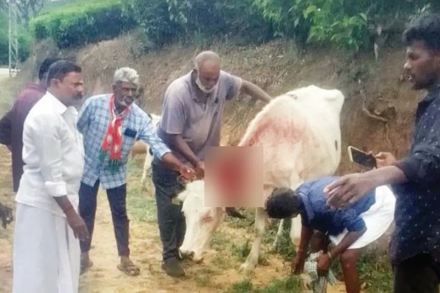 കോഫിസ്റ്റോറിൽ പട്ടാപ്പകൽ വീണ്ടും കടുവ; പശുവിന്റെ കഴുത്തിൽ കടിച്ചു, 3 മാസത്തിനിടെ 21 പശുക്കളെ കൊന്നു