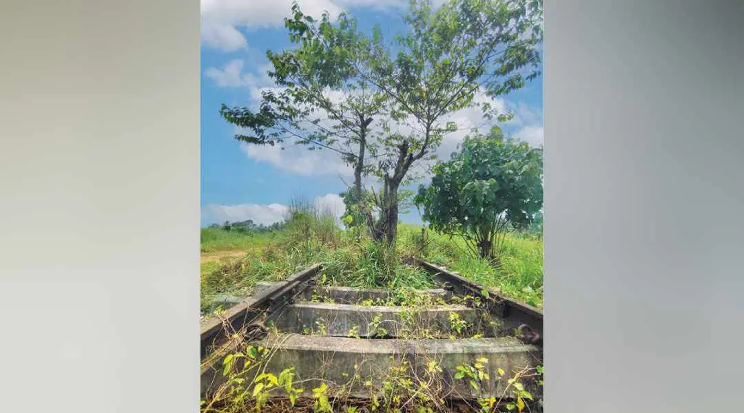 ശബരി പദ്ധതിക്ക് വേണ്ടി കാലടിയില് നിര്മ്മിച്ച റെയില്വേ ട്രാക്ക് കാടുകയറിയ നിലയില്
