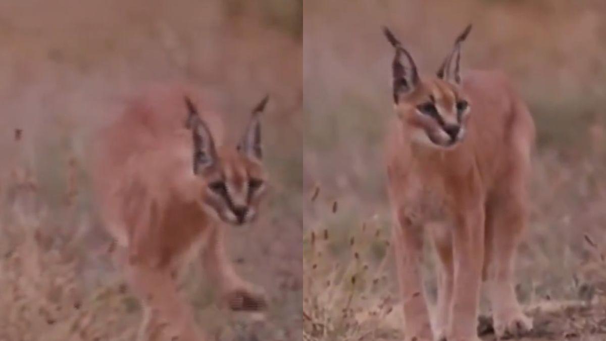Rare caracal spotted near India-Pakistan border sparks conservation hope: VIDEO