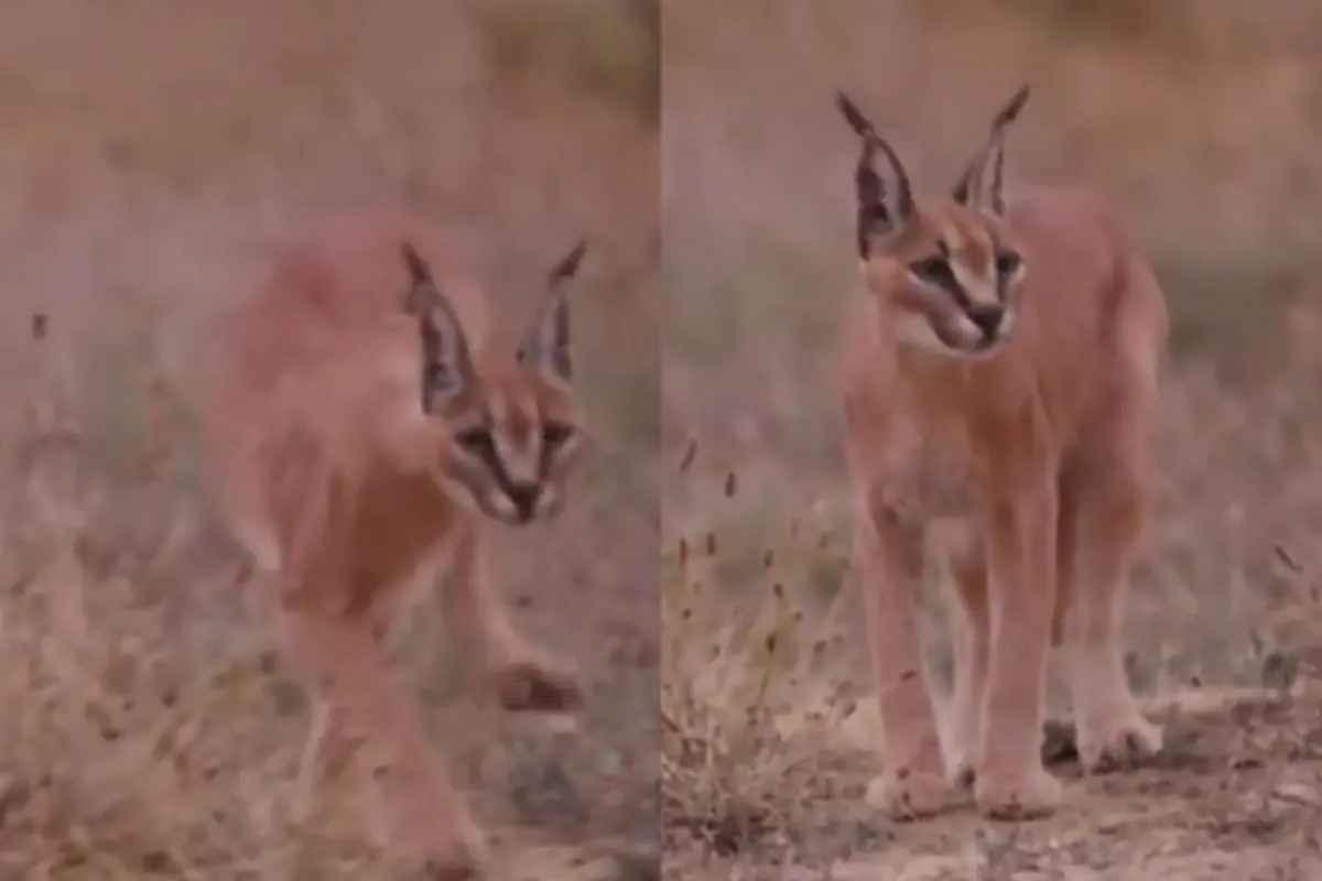 The rare caracal spotted moving through dry grassland in Rajasthan's Thar Desert near the India–Pakistan border. (Screengrab: PTI video)