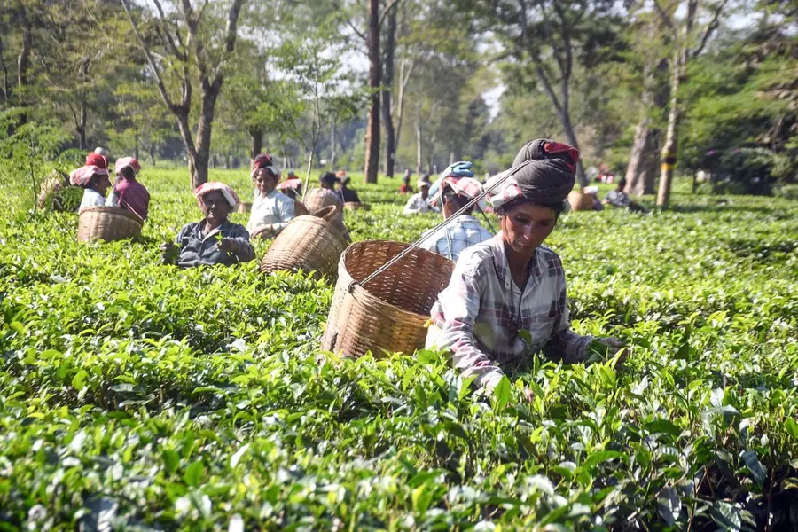 Workers pluck tea leaves at a tea garden