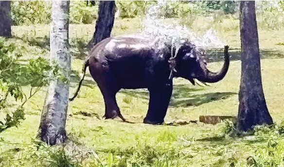 വള്ളുവാടിയിൽ ദൗത്യത്തിനെത്തിയ കുങ്കിയാന ഉണ്ണിക്കൃഷ്ണൻ നട്ടുച്ചയ്ക്ക് കുളത്തിലെ വെള്ളമൊഴിച്ച് ചൂട് ശമിപ്പിക്കുന്നു