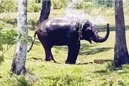 പിടികൊടുക്കാതെ മുട്ടക്കൊമ്പൻ; പരിചിതപ്രദേശത്തുകൂടി നീക്കം അതിവേഗം, മയക്കുവെടിവെക്കാൻ സാധിച്ചില്ല