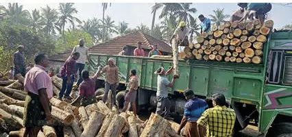 താഴെയങ്ങാടിയിൽ അപകടത്തിൽപ്പെട്ട ലോറിയിൽനിന്ന് മാറ്റിയിട്ട മരത്തടികൾ പുല്പള്ളിയിലെ മരം ചുമട്ടുതൊഴിലാളികൾ സൗജന്യമായി മറ്റൊരു ലോറിയിലേക്ക് കയറ്റുന്നു.