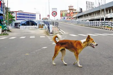 Delhi Jan Vishwas Bill to hike fine for pet dogs with no leash from Rs 50 to Rs 1,000