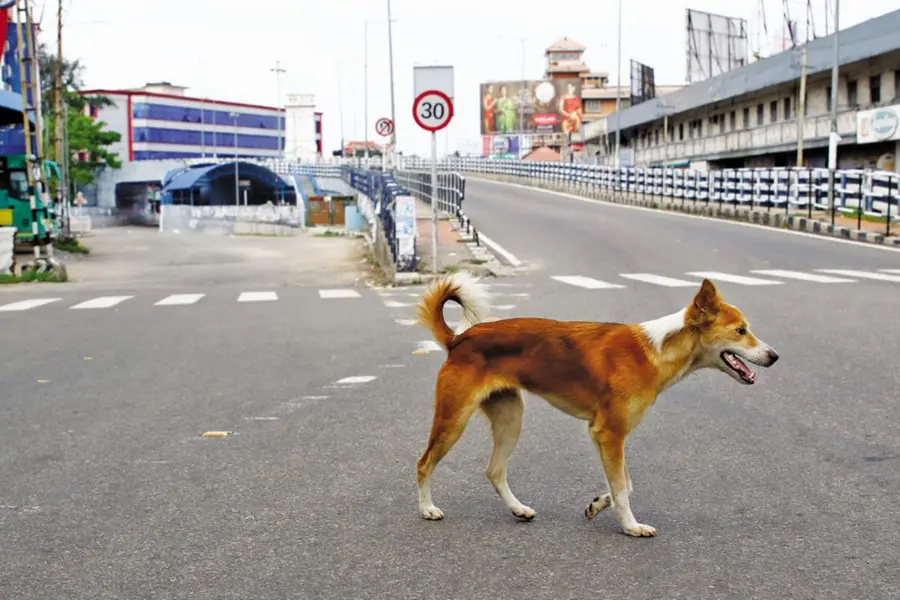pet-dog