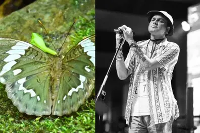 Meet ‘Basar Duke’, the butterfly named after Zubeen Garg