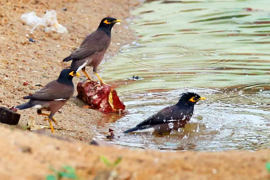 സംസ്ഥാന ഭൂഗർഭജല വകുപ്പിന്റെ കണക്കെടുപ്പ് പൂർത്തിയായി; നീരുറവകളുടെ ഡേറ്റ ജലശക്തി പോർട്ടലിൽ ലഭ്യമാകും
