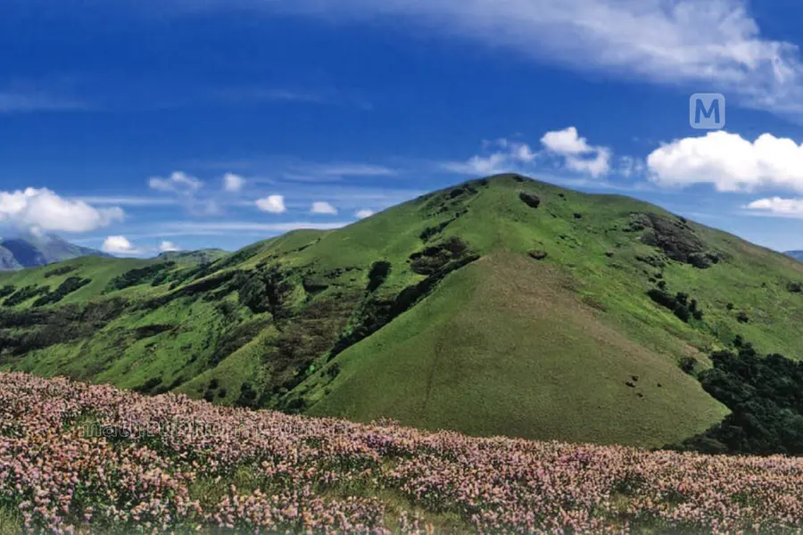 Eravikulam National Park