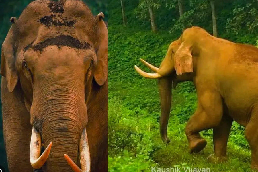 'മദപ്പാടിൽ അലഞ്ഞ ചില്ലിക്കൊമ്പനെപ്പോലും ഭയക്കാതെ എന്തിനാവാം പാതിരാത്രി അയാൾ അവിടെയെത്തിയത്?’