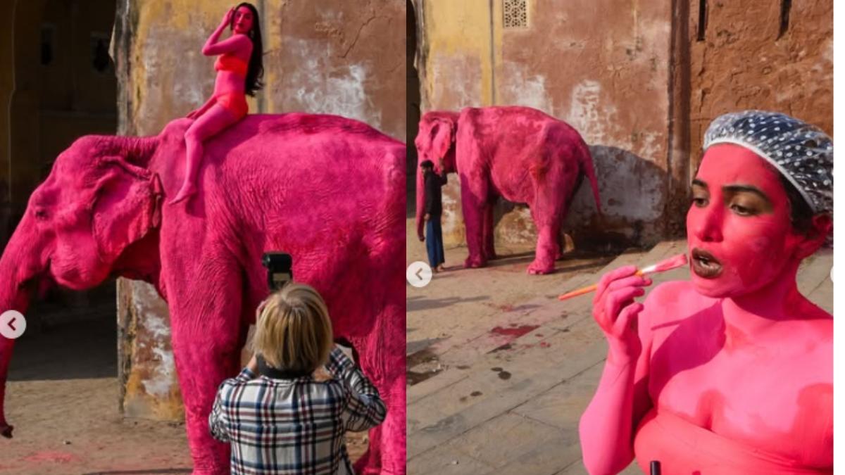 Pink elephant in Jaipur goes viral; outrage erupts and photographer breaks silence