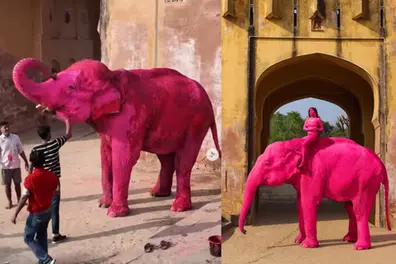 Jaipur’s famous pink elephant dies after viral photoshoot; here’s what happened