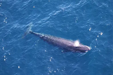 Could Trump’s Gulf drilling plans push Rice’s whales to extinction?