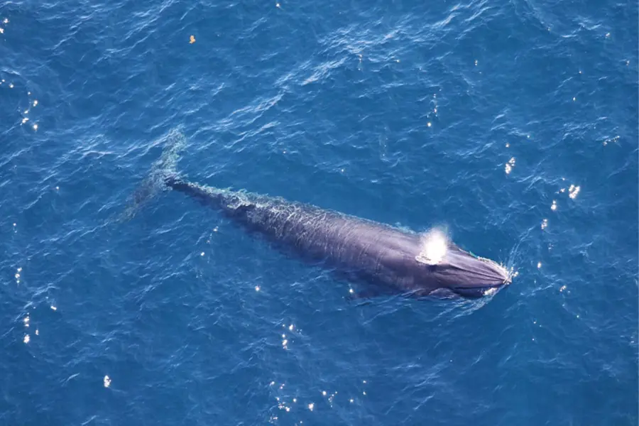Could Trump’s Gulf drilling plans push Rice’s whales to extinction?
