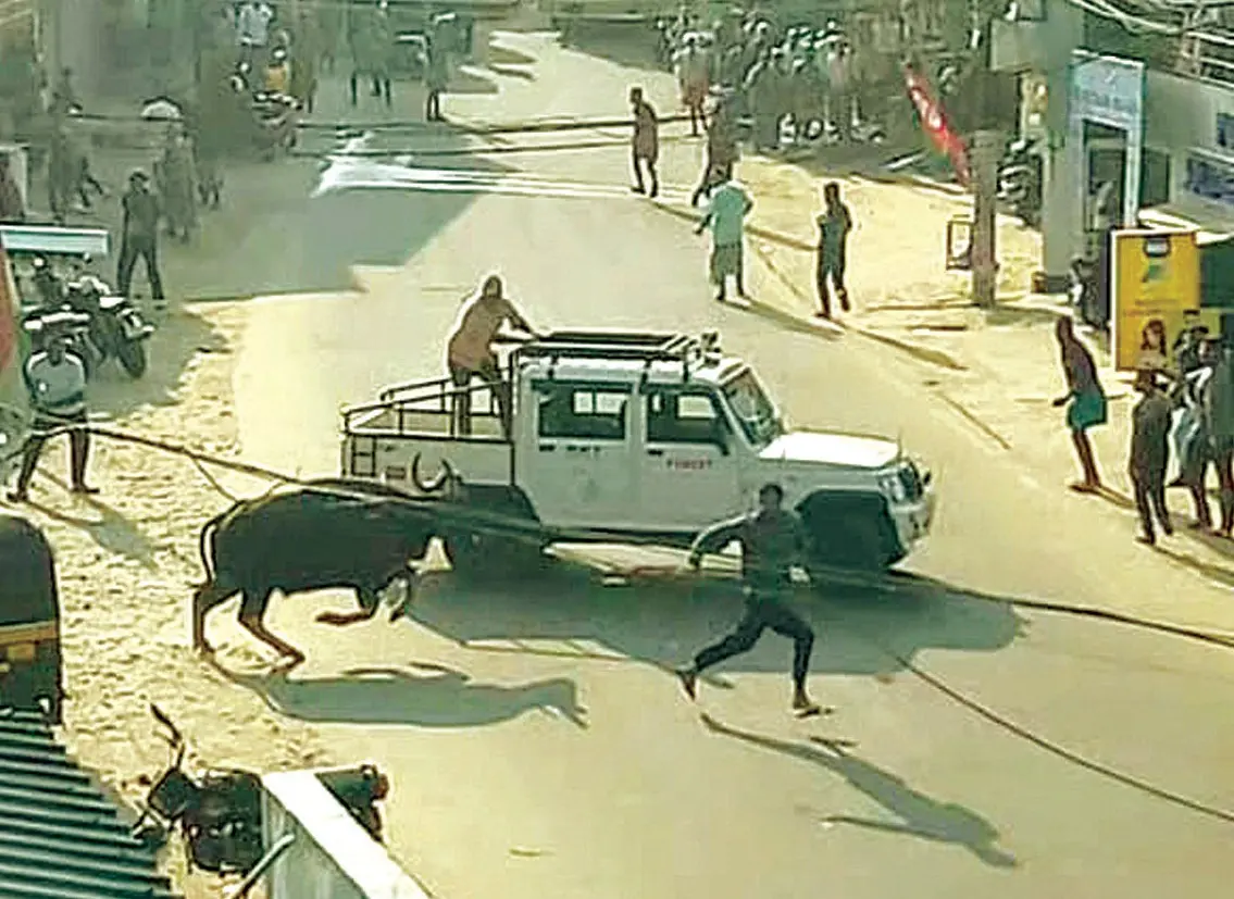 കാട്ടുപോത്ത് ജനക്കൂട്ടത്തെ വിരട്ടിയോടിക്കുന്നു