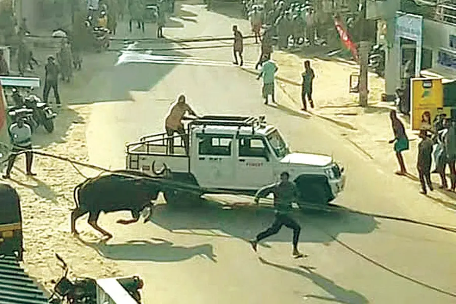 bison attack