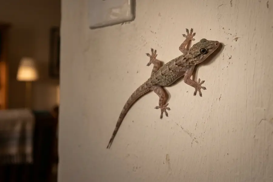 Lizard
