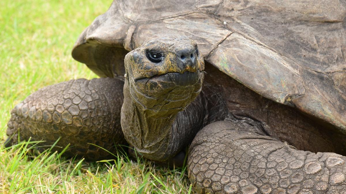 World’s oldest tortoise swept up in a bizarre crypto death scam