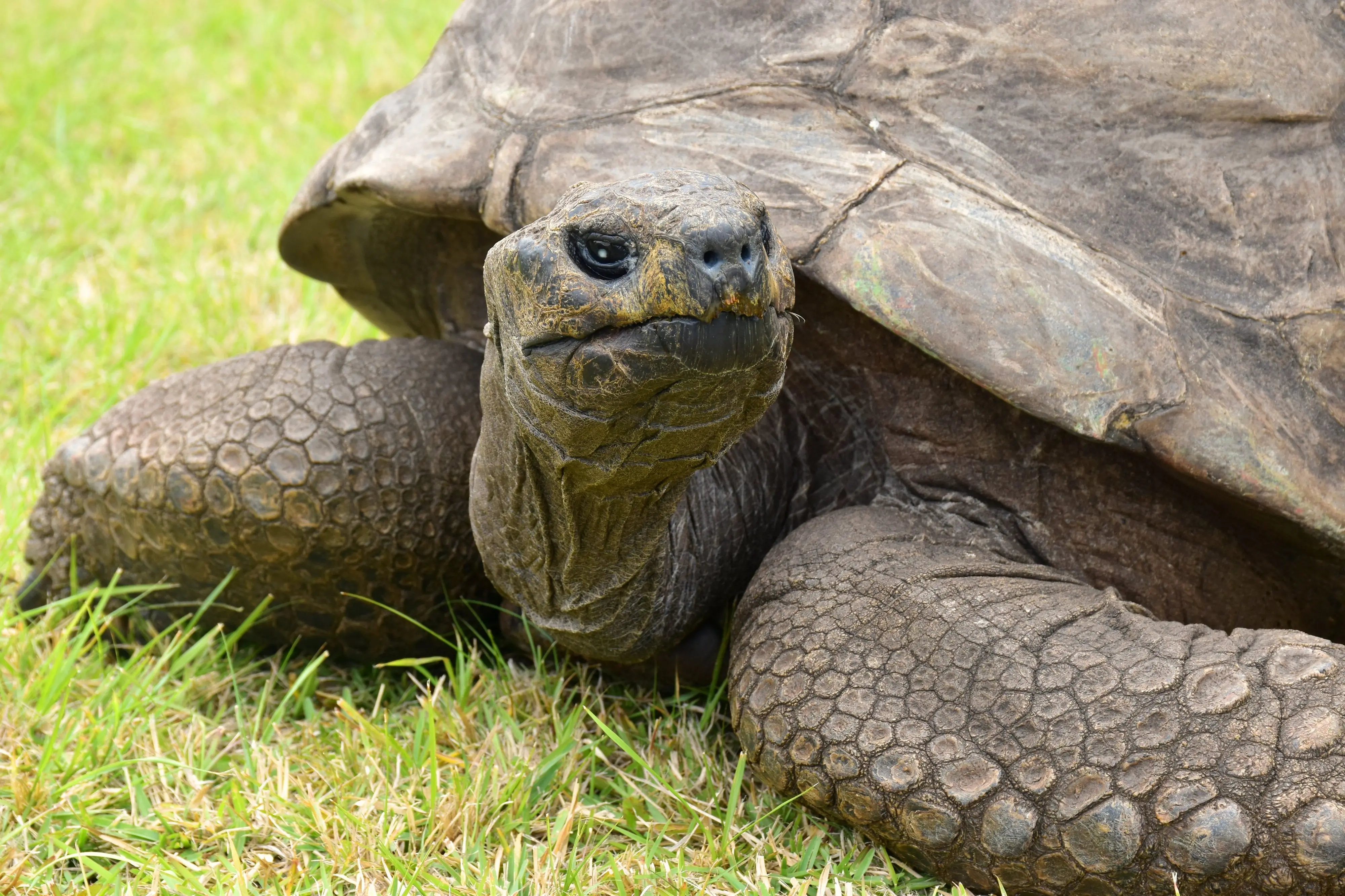 Jonathan the Tortoise | Photo: X/@GWR