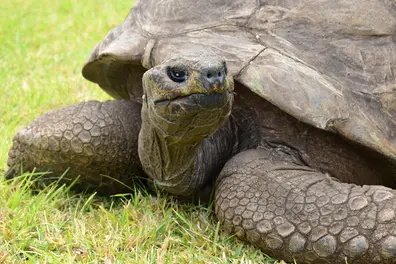 World’s oldest tortoise swept up in a bizarre crypto death scam