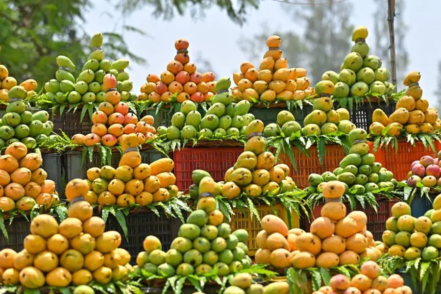 വിളവിലും ഗുണമേന്മയിലും ഇടിവ്; കാലാവസ്ഥാ വ്യതിയാനത്തിൽ അടിപതറി ഇന്ത്യയുടെ മാമ്പഴ വിപണി