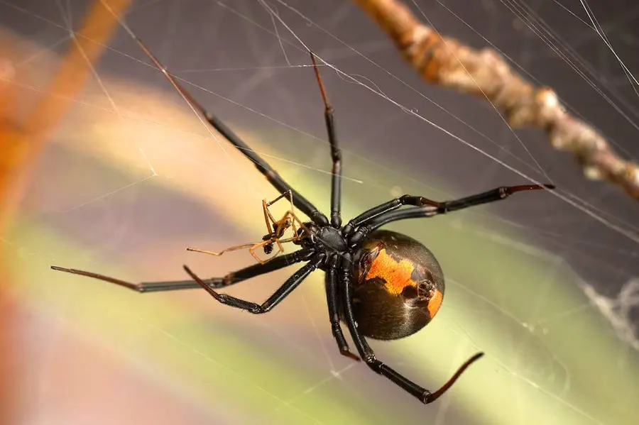 black widow