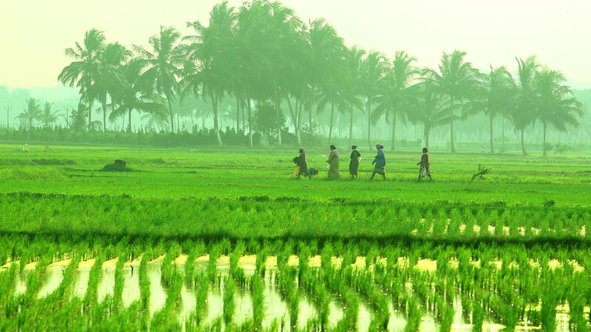 Hailstorm, heavy rain: Agriculture Ministry to coordinate state-level crop damage review