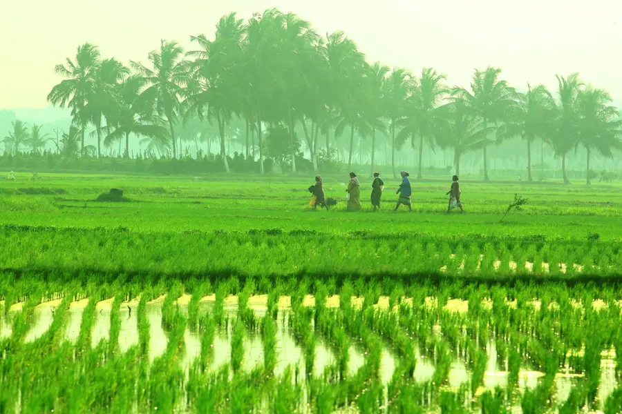 Hailstorm, heavy rain: Agriculture Ministry to coordinate state-level crop damage review