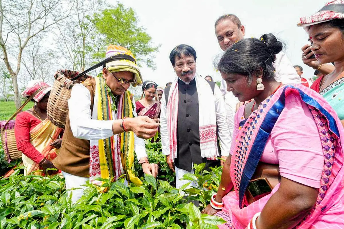 Union Agriculture and Farmers Welfare Minister Shivraj Singh Chouhan, left, plucks tea leaves at a tea garden as part of an election campaign in support of AGP candidate for Bokakhat constituency, Atul Bora, centre, ahead of the Assam Assembly Election, in Golaghat district. | Photo: PTI
