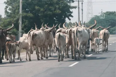 Cows on highways spark safety fears; SC asks Centre to take action