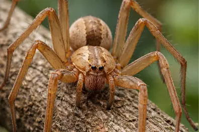 How recluse spider venom damage human cells? Scientists reveal deadly mechanism