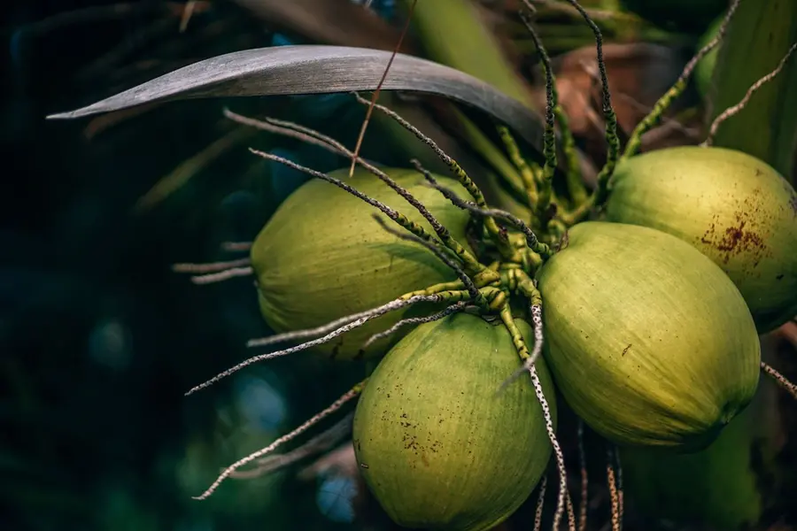 Coconut harvesting in Kerala gets tech boost, attracts nationwide attention
