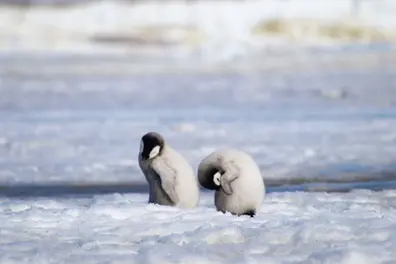 Emperor penguins, Antarctic fur seals are now endangered species