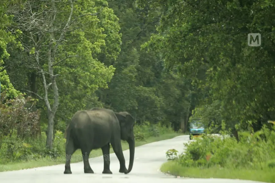 wild elephant