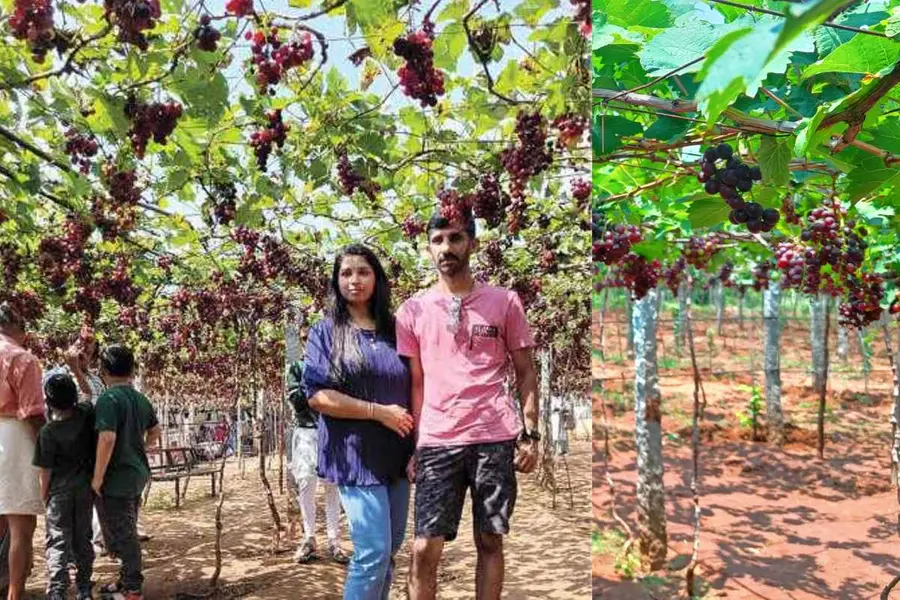 Cumbum Grape Gardens