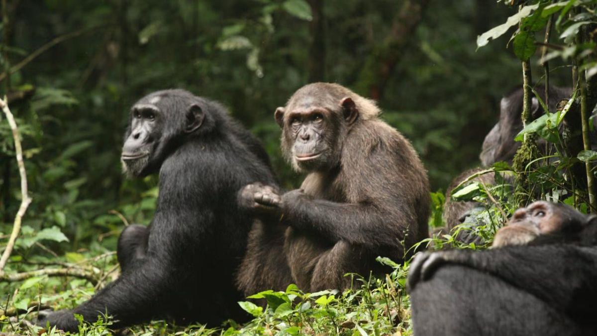 Jungle goes ‘Game of Thrones’: 200 chimps split, launch brutal ‘civil war’ in Uganda forest