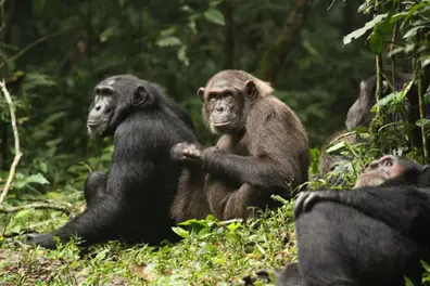 Jungle goes ‘Game of Thrones’: 200 chimps split, launch brutal ‘civil war’ in Uganda forest